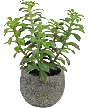 Succulente artificielle dans un pot ornemental 25 cm