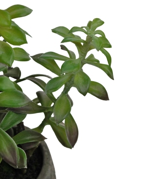 Succulente artificielle dans un pot ornemental 31 cm