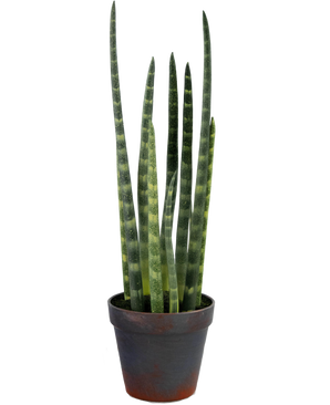 Sansevieria Cylindrica artificiel 43 cm