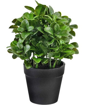 Plante artificielle Peperomia 20 cm