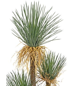 Plante artificielle Yucca deluxe 182 cm