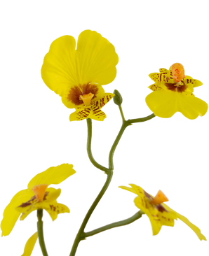 Oncidium artificiel Real Touch 48 cm jaune