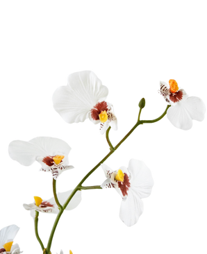 Oncidium artificiel Real Touch 48 cm blanc