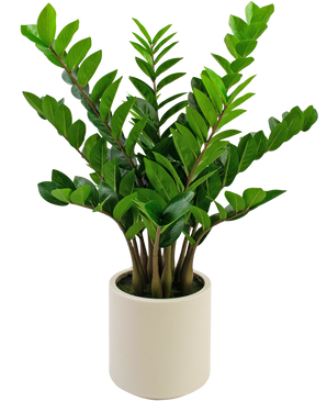 Plante artificielle Zamioculcas ready-made en pot beige 80 cm