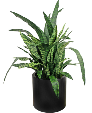 Sansevieria Zylanica artificiel 43 cm prêt à l'emploi dans un pot noir