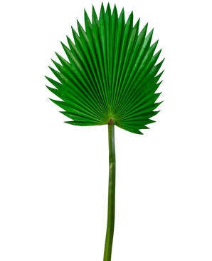 Feuille artificielle Washingtonia 83cm