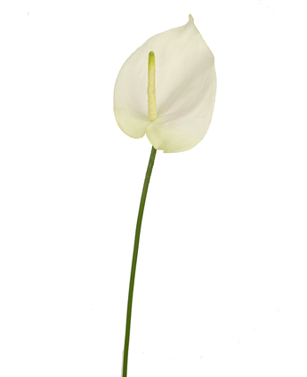 Anthurium artificiel blanc 65 cm