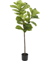 Ficus Tobacco Plant Deluxe 155 cm