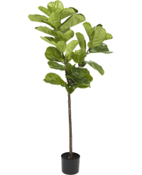 Ficus Tobacco Plant Deluxe 155 cm