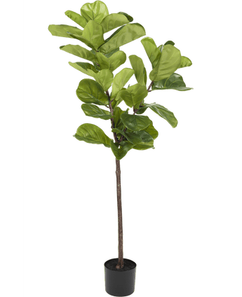 Ficus Tobacco Plant Deluxe 155 cm