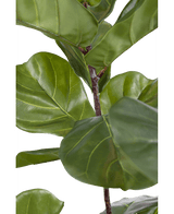 Ficus Tobacco Plant Deluxe 155 cm