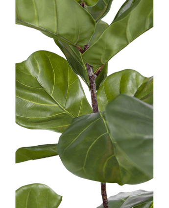 Ficus Tobacco Plant Deluxe 155 cm