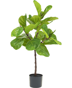 Ficus Tobacco Plant Deluxe 90 cm