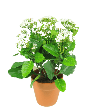 Fleur artificielle Kalanchoe plant 31 cm blanc