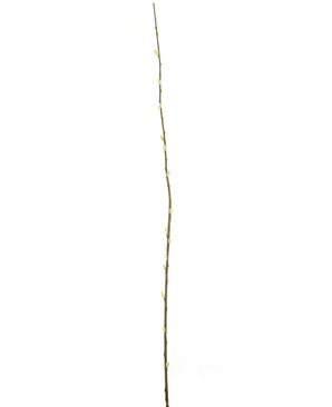 Fleur artificielle Salix willow 150 cm