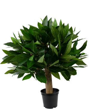 Plante artificielle Laurier 33 cm UV