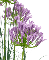 Herbe artificielle violette Agapanthus onion grass pot 90 cm ignifuge