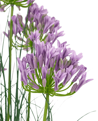 Herbe artificielle violette Agapanthus onion grass pot 90 cm ignifuge