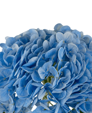 Hortensia artificiel "Annabelle" Real Touch Bleu 55 cm