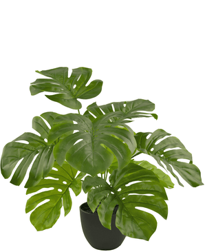 Monstera artificielle 55 cm dans un pot d'ornement noir