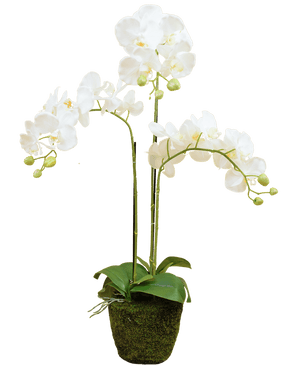 Orchidée artificielle 118 cm blanche en pot