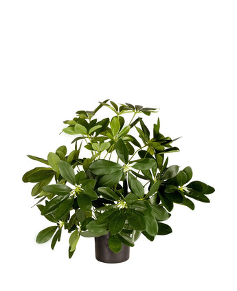 Plante artificielle Baby Schefflera 45 cm