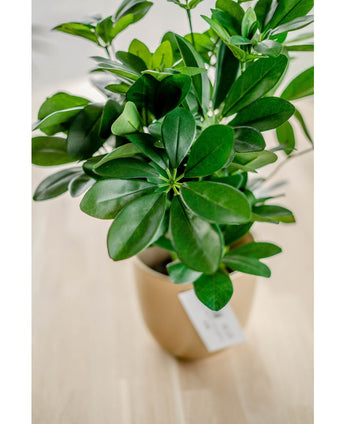 Plante artificielle Baby Schefflera 45 cm