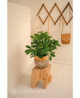 Plante artificielle Baby Schefflera 45 cm