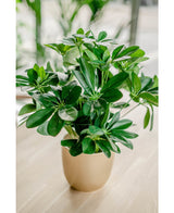 Plante artificielle Baby Schefflera 45 cm