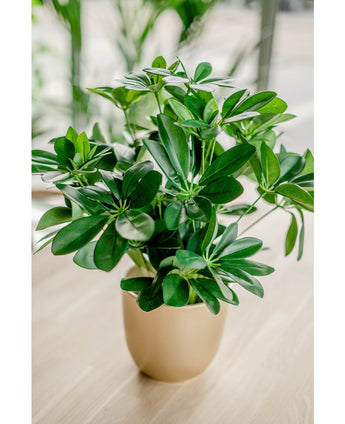 Plante artificielle Baby Schefflera 45 cm