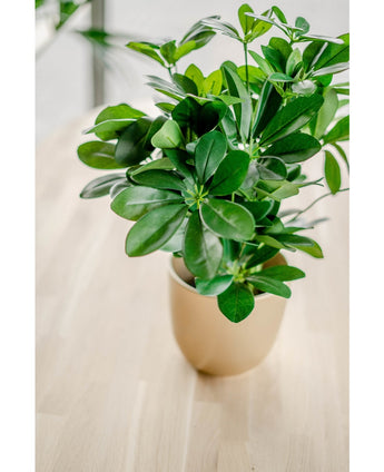 Plante artificielle Baby Schefflera 45 cm