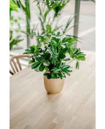 Plante artificielle Baby Schefflera 45 cm