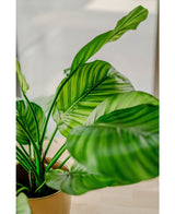 Plante artificielle Calathea Fasciata 53 cm en pot