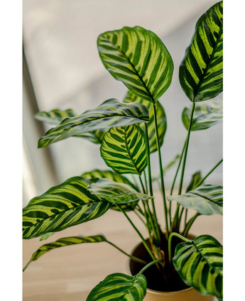 Plante artificielle Calathea Makoyana 60 cm