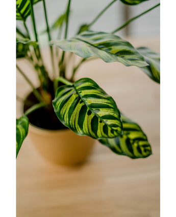 Plante artificielle Calathea Makoyana 60 cm