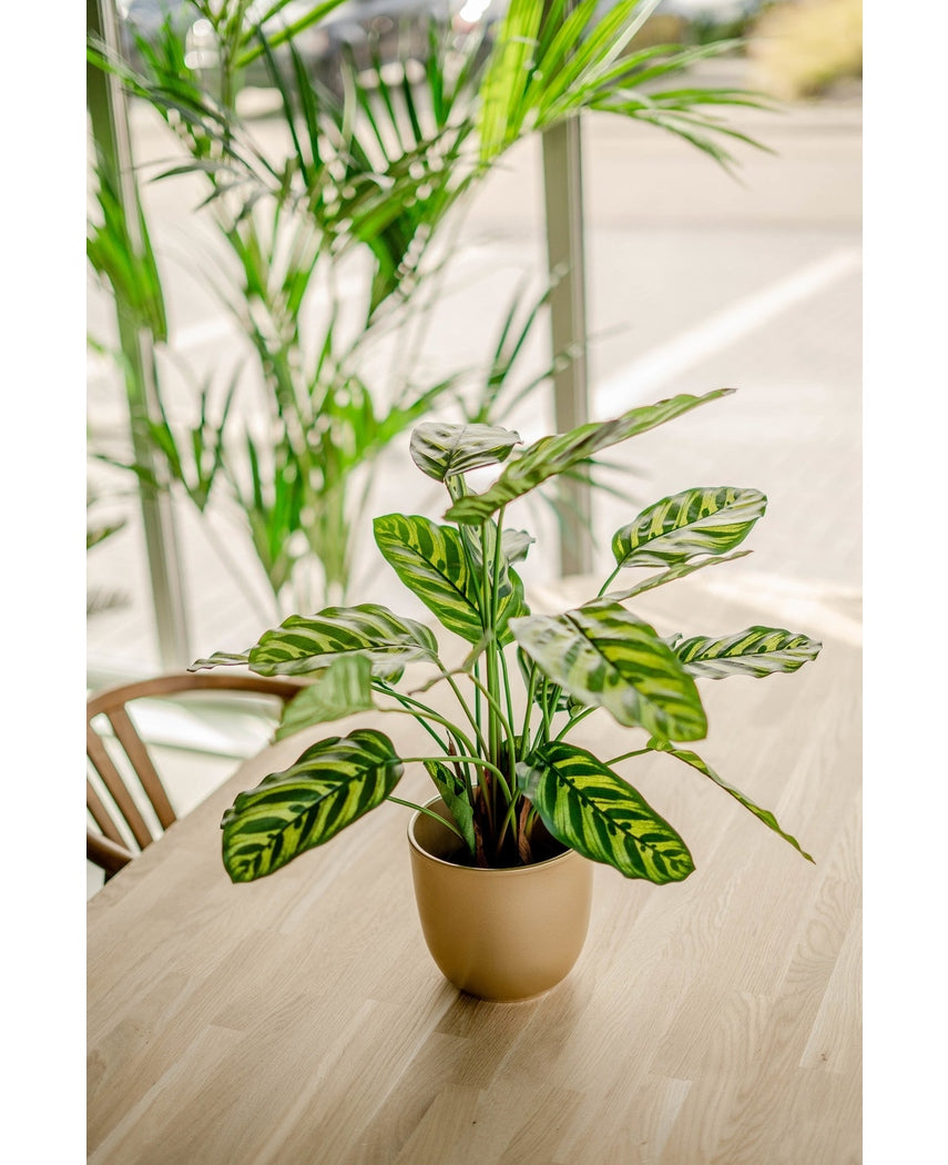 Plante artificielle Calathea Makoyana 60 cm