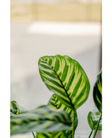 Plante artificielle Calathea Makoyana 60 cm