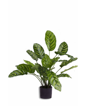 Plante artificielle Calathea Makoyana 60 cm