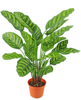 Plante artificielle Calathea Makoyana 60 cm rouge