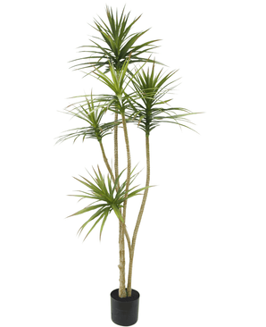 Plante artificielle Dracaena Fragnans 180 cm