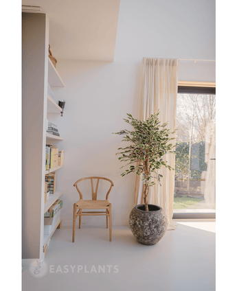 Plante artificielle Ficus Fur 150 cm