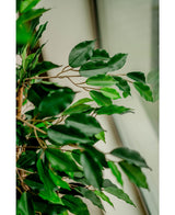 Plante artificielle Ficus Green 120 cm