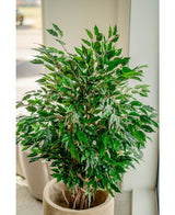 Plante artificielle Ficus Liana 120 cm