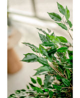 Plante artificielle Ficus Liana 120 cm