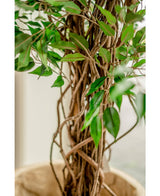 Plante artificielle Ficus Liana 180 cm