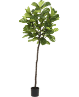 Plante artificielle Ficus Tobacco Plant Deluxe 215 cm