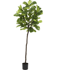 Plante artificielle Ficus Tobacco Plant Deluxe 215 cm