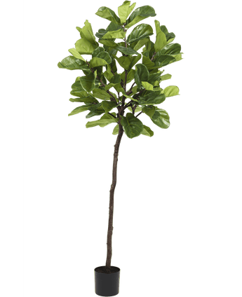 Plante artificielle Ficus Tobacco Plant Deluxe 215 cm