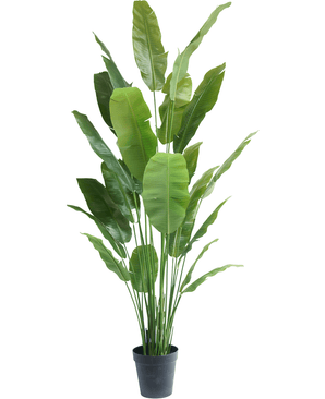 Plante artificielle Strelitzia Nicolai Deluxe 235 cm