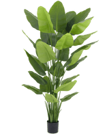 Plante artificielle Strelitzia Real Touch Deluxe 210 cm